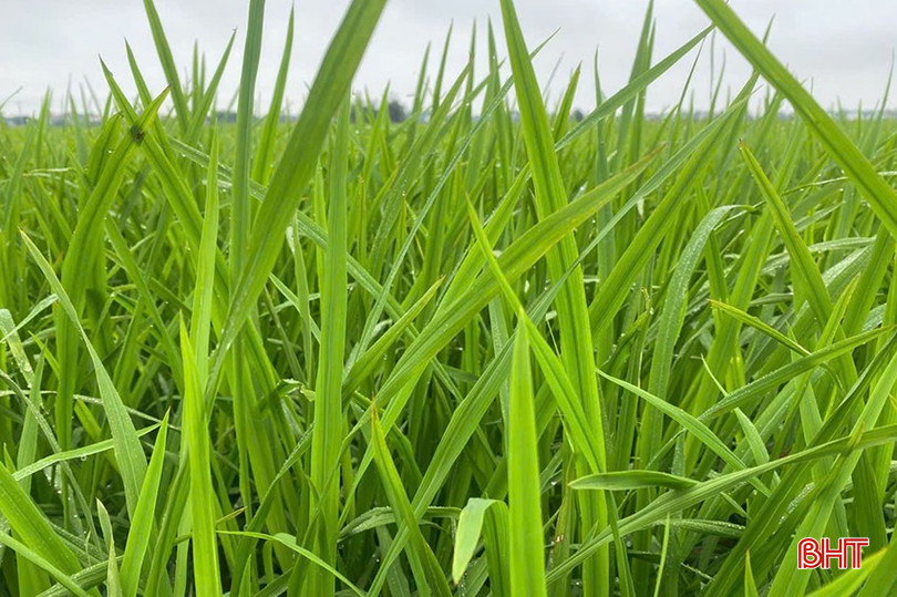 Lúa xuân tại Hà Tĩnh đang trong giai đoạn phát triển mạnh thân lá. bqbht_br_z6399525965982-1bfdeb6be55233d33fd162a1f9bbac0c.jpg