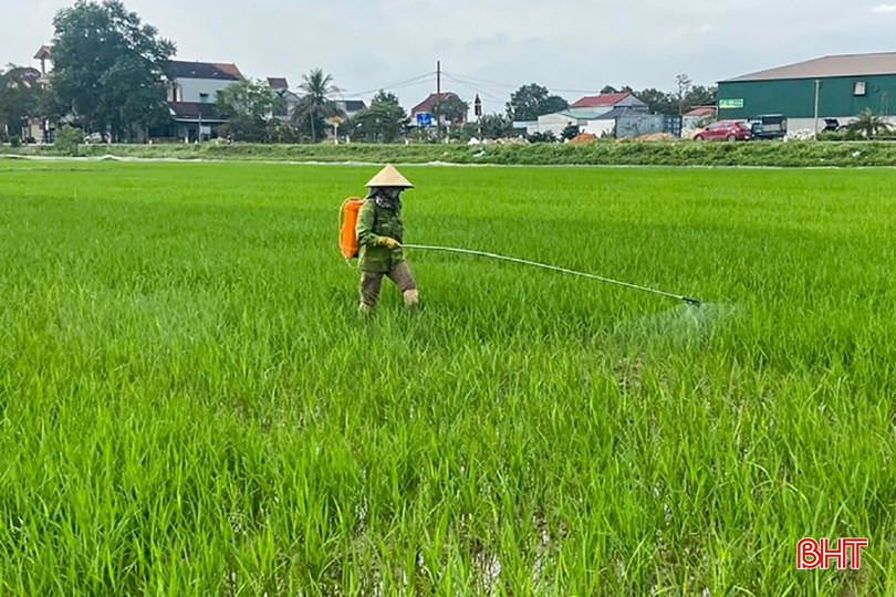 Nông dân xã Lâm Trung Thủy (Đức Thọ) phun phòng đạo ôn lá. bqbht_br_z6399221168862-839f42a92e68f7698cb9eef665852c15.jpg