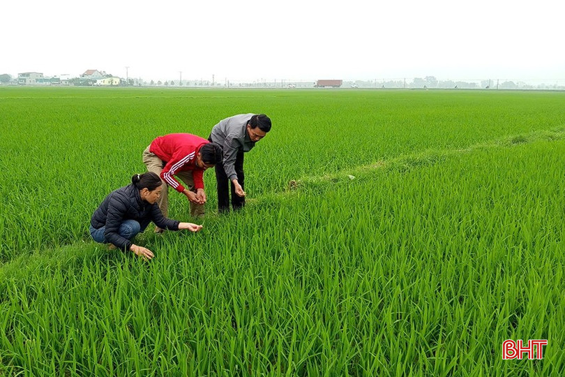 Các địa phương cần chủ động theo dõi diễn tiến của bệnh đạo ôn lá trên đồng ruộng. bqbht_br_z6392431702609-ac5cdcd8752580ea19a76788b19190ec.jpg