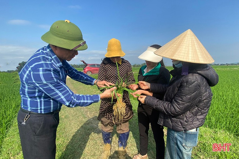 Ngành chuyên môn huyện Đức Thọ kiểm tra sự phát triển của lúa xuân và tình hình sâu bệnh. bqbht_br_z6399221243526-1387caacea780ac4b2a3df968466456a.jpg