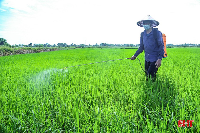 Nông dân xã Đồng Tiến vẫn rất lo lắng dù đã phun phòng trừ các loại sâu bệnh. bqbht_br_img-5191.jpg