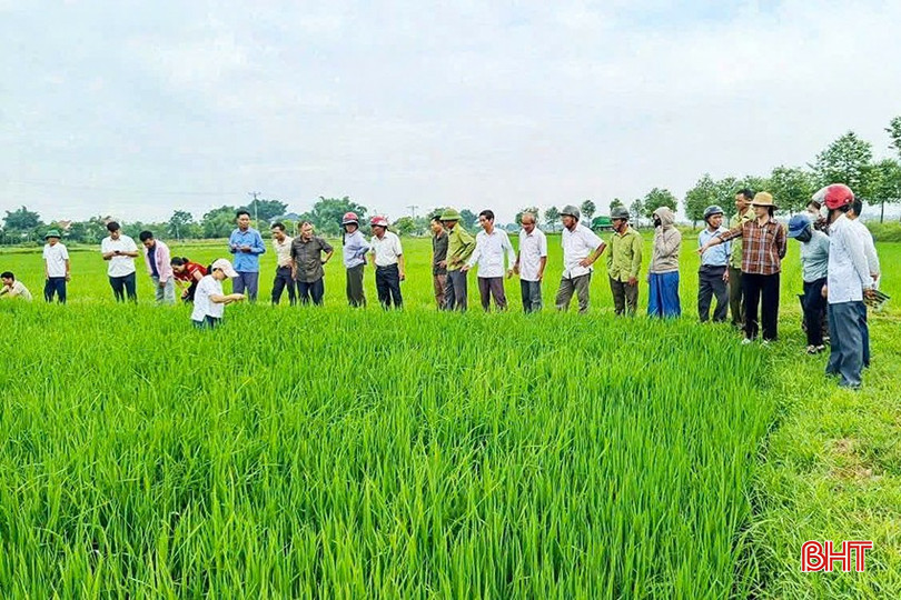 UBND xã Đức Thịnh tổ chức hội thảo tập huấn đầu bờ về phòng trừ sâu cuốn lá, rầy nâu, rầy lưng trắng. bqbht_br_z6808374508375-753941f9d7ec2cfdbd801ed9afcdfe46.jpg