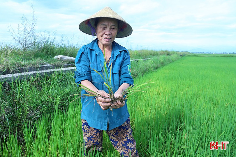 Rầy nâu và rầy lưng trắng cũng đang diễn biến phức tạp trên nhiều cánh đồng trong tỉnh. bqbht_br_img-5178.jpg