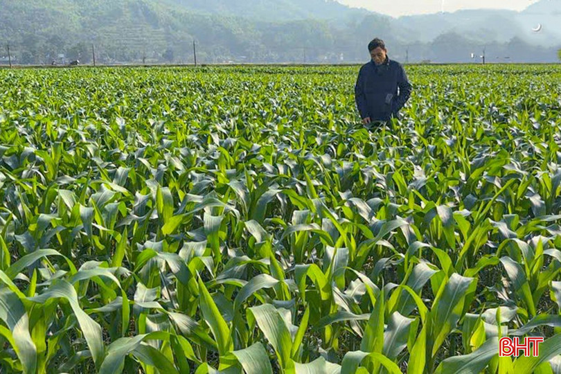 Bà con nông dân cần chú trọng thăm đồng thường xuyên để phát hiện sớm các loại sâu bệnh. bqbht_br_z6320251839290-9b1b442fd79b7539f4cbd51d30c61b8b.jpg