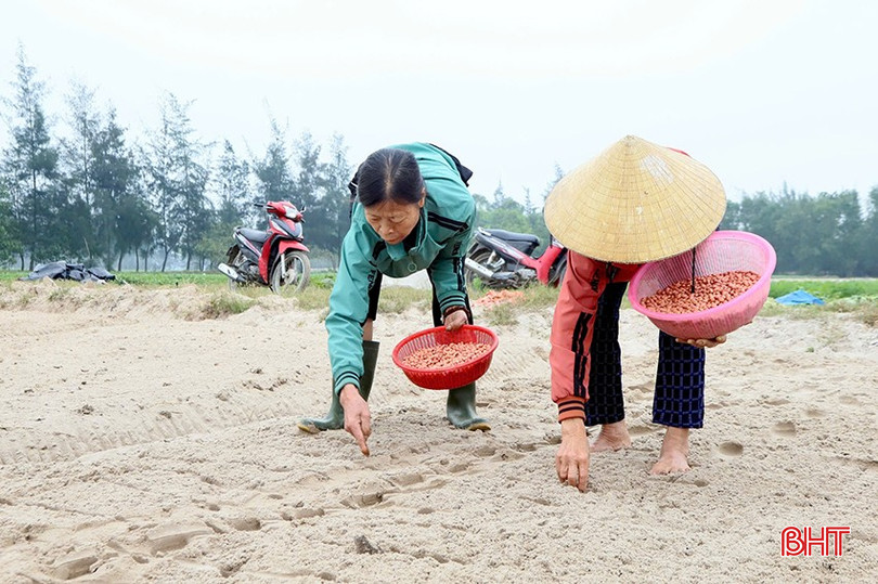 Nông dân xã Thạch Văn tập trung hoàn thành gieo trỉa lạc vụ xuân trên các vùng đất pha cát. bqbht_br_z6313219316893-e94ee95d1c1fed2ec305e81b4356a5cb.jpg