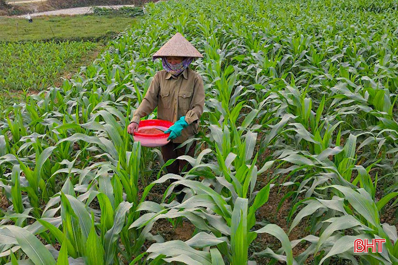 Nông dân Hương Sơn chăm sóc ngô trà xuân sớm. bqbht_br_z6320251867813-6725b8cb546f8c02c092a9795840155e.jpg