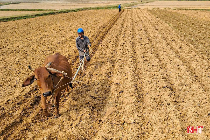 Các địa phương có diện tích lạc xuân lớn như Hương Khê, Thạch Hà, Cẩm Xuyên... phấn đấu hoàn thành gieo trỉa trong tháng 2. bqbht_br_z6320251856996-86f5714391ef41d069d08b17c94f29d3.jpg