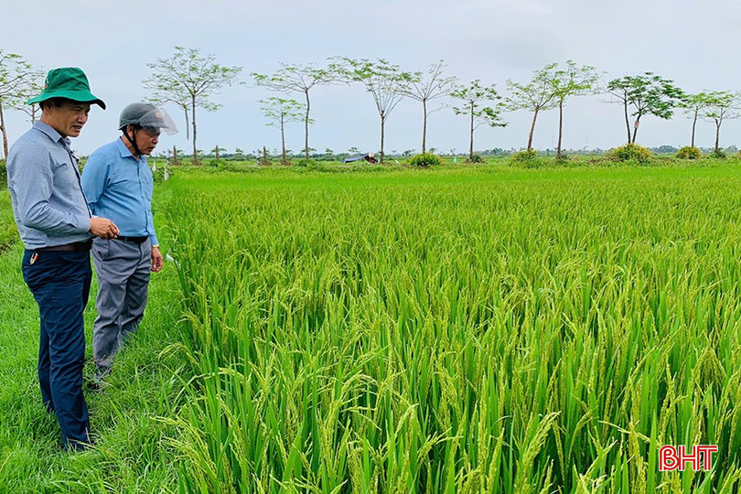 Lúa xuân ở Hà Tĩnh đang trong giai đoạn trổ bông tập trung. bqbht_br_z6540673977940-466eaedf00ec3cfa6bdd49bdb8175b7d.jpg