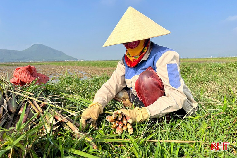 Cây niễng được trồng trên vùng đất trũng, hoang hóa, chi phí thấp nhưng cho hiệu quả kinh tế cao. bqbht_br_z6089729191130-b6635368ecd049a1a74b18f2cac9b37a.jpg