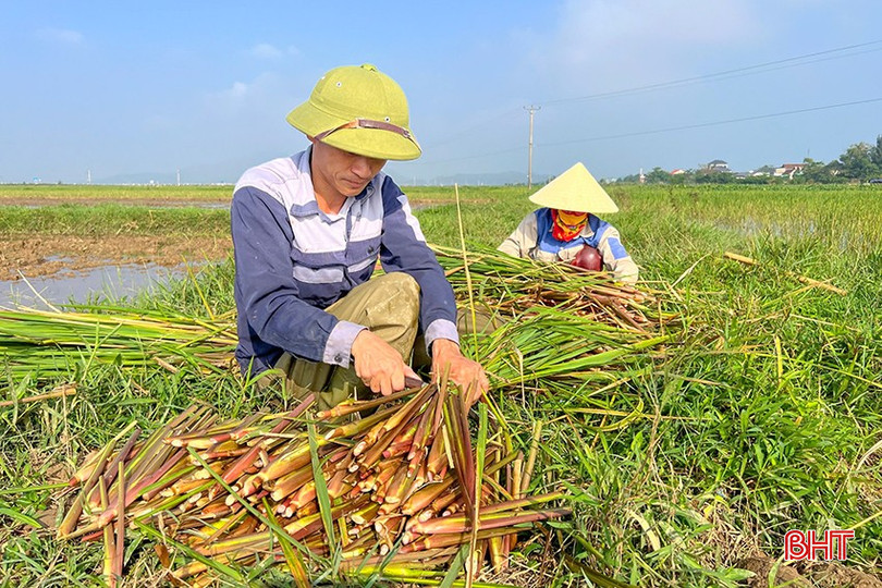 Anh Hoàng Minh Luyến ở thôn Phú Minh, xã Kỳ Phú (Kỳ Anh) thu hoạch cây niễng. bqbht_br_z6089729281280-89fdcb05305e8b597c11bbdebb29fbc9.jpg