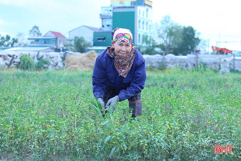 Nông dân chủ động khôi phục sản xuất sau mưa bão. bqbht_br_img-0042.jpg