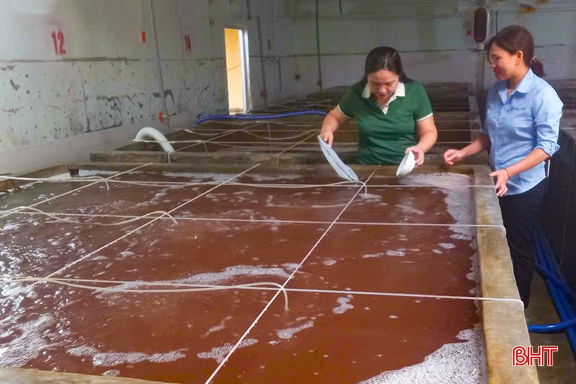 Ngành chuyên môn kiểm tra chất lượng tôm giống ở Công ty CP Thủy sản Thông Thuận Hà Tĩnh. bqbht_br_z6347679148746-24a66a3ad8094745170caaa41e29d185.jpg