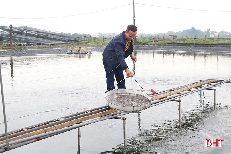 Kiểm tra sức khỏe của tôm tại HTX Nuôi trồng thủy sản Hạ Vàng (thôn Liên Tiến, xã Thạch Hạ, TP Hà Tĩnh). bqbht_br_img-7590.jpg