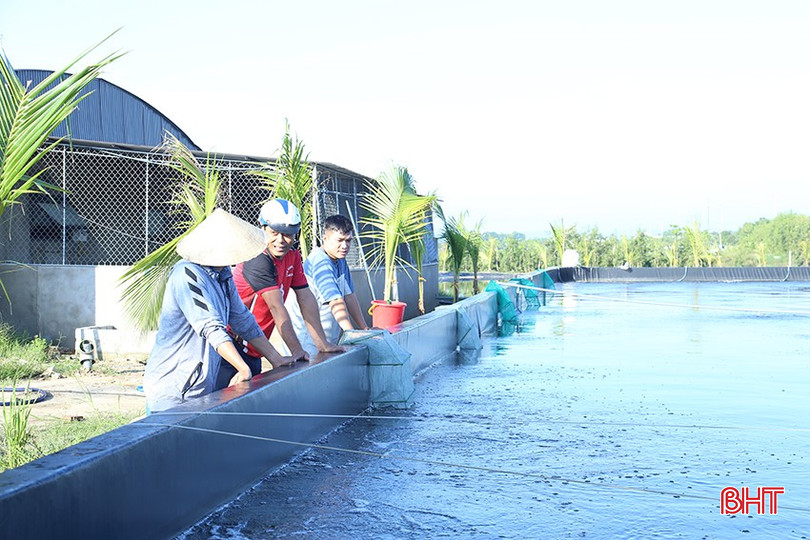 Một số HTX, doanh nghiệp, cá nhân tại một số vùng nuôi tôm khác trên địa bàn tỉnh như huyện Nghi Xuân, Lộc Hà, Cẩm Xuyên, Kỳ Anh... vẫn thực hiện thả nuôi tôm vụ đông. bqbht_br_img-9986.jpg