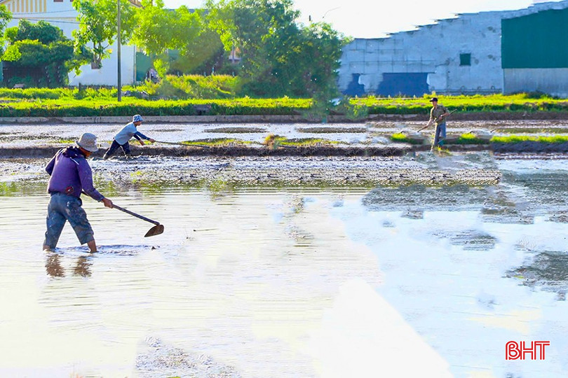 Vụ hè thu 2025, Hà Tĩnh phấn đấu gieo cấy hơn 45.170 ha, chủ yếu cơ cấu các loại giống có thời gian sinh trưởng dưới 110 ngày. bqbht_br_z6666176700674-7d7beaeab410d9546c5981fb00244a7b.jpg