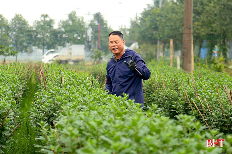 Người dân phường Thạch Quý (TP Hà Tĩnh) chăm sóc hoa cúc chuẩn bị cho thị trường tết. bqbht_br_img-9131.jpg