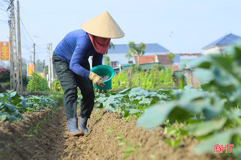 Bà con thường xuyên tranh thủ bón phân, lên luống khi thời tiết tạnh ráo. bqbht_br_z6165050261198-66c9b44cc2c31d42c3f1a34df11c9684.jpg