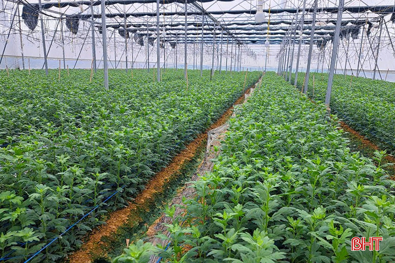 Hơn 500.000 cây giống để cung ứng cho thị trường Tết nguyên đán Ất Tỵ của gia đình chị Lê Thị Hiền (thôn Quan Nam, xã Hồng Lộc, huyện Lộc Hà) đang phát triển tốt. bqbht_br_z6167041958968-ae7a4a0ed115378838e813bba8e1c7dd.jpg