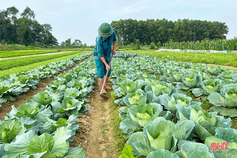 Tại huyện Đức Thọ, nhiều vùng rau có quy mô dự kiến sẽ cung cấp lượng lớn rau, củ tươi cho thị trường tết Nguyên đán. bqbht_br_z6163733440585-df2eb1983fe92811b1b9d5ad9f233835.jpg