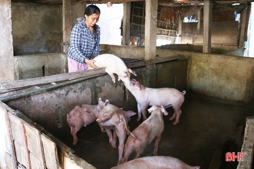 Nhiều hộ chăn nuôi nhỏ lẻ tại Hà Tĩnh tranh thủ tái đàn phục vụ thị trường cuối năm. img-9784-493.jpg