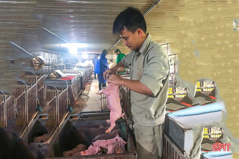 Giá lợn giống đang ở mức cao (hơn 2 triệu đồng/con), tăng hơn 700 đồng/con so với cùng kỳ năm ngoái. z5889204278606-39ab716f1f17cb6e9cd9165073957219-8768.jpg