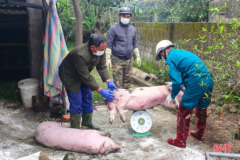 Hà Tĩnh đang tập trung triển khai đồng bộ các giải pháp phòng, chống DTLCP và các loại dịch bệnh nguy hiểm trên gia súc, gia cầm. bqbht_br_z6334464857664-269abef9326c3e3ec367eba47265e52e.jpg
