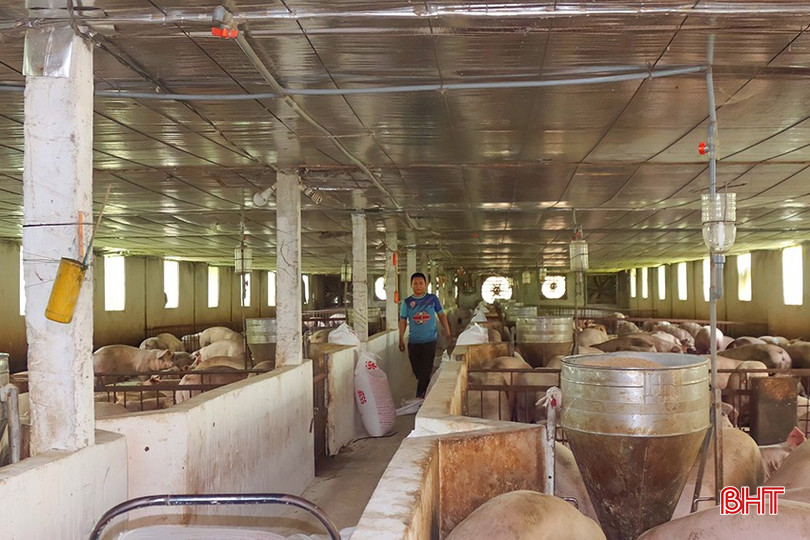 Nhiều cơ sở chăn nuôi, doanh nghiệp, HTX tại Hà Tĩnh đang và sẽ có nhu cầu xin cấp GPMT. bqbht_br_z3578903275076_ffb3232a3f6abfbd31007db16ead5b53.jpg