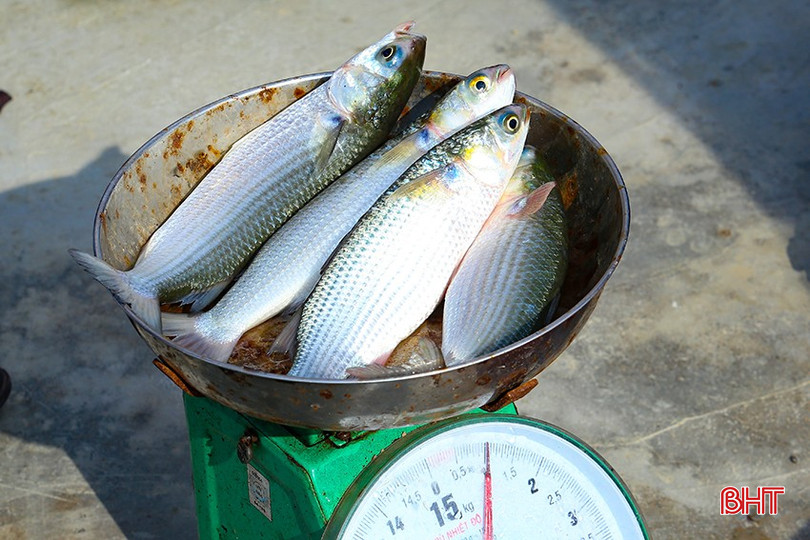 Cá đối mục phát triển tốt, tỷ lệ sống trung bình 75 % IMG_1071.jpg