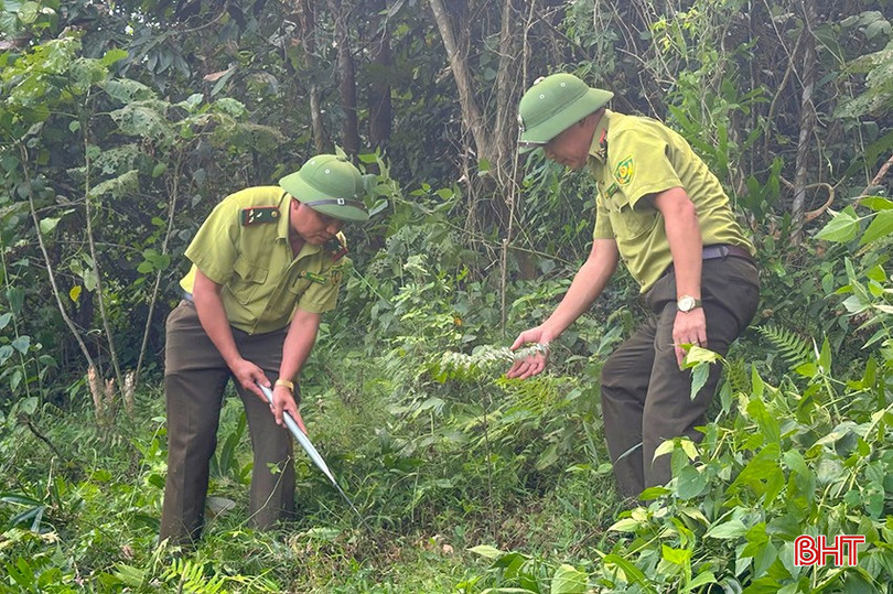 Hạt Kiểm lâm huyện Hương Sơn chú trọng tuần tra, kiểm soát rừng tại gốc, không để xảy ra các vụ vi phạm pháp luật về bảo vệ rừng. bqbht_br_z6046839849134-95b00c9a7f7032e74e666759616c45e8.jpg