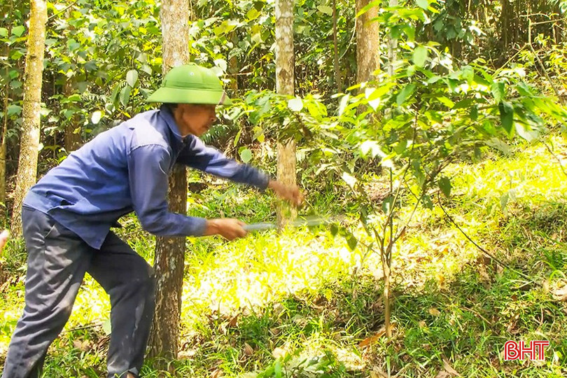 Ông Nguyễn Văn Hải - thôn Hà Trai (Sơn Kim 1, Hương Sơn) trồng được trên 1.500 cây lim và lát hoa, với diện tích 1,5 ha. bqbht_br_z6046947470718-41da5058eda0152babc5c90bdd8b6b80.jpg