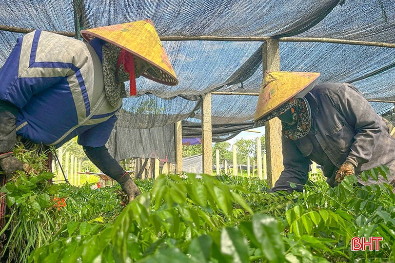 Hương Sơn còn chú trọng ương dưỡng cây giống bản địa để phục vụ hoạt động trồng rừng trên địa bàn. bqbht_br_z6046840056843-d22890e52009bf49d21120e8e901c409.jpg
