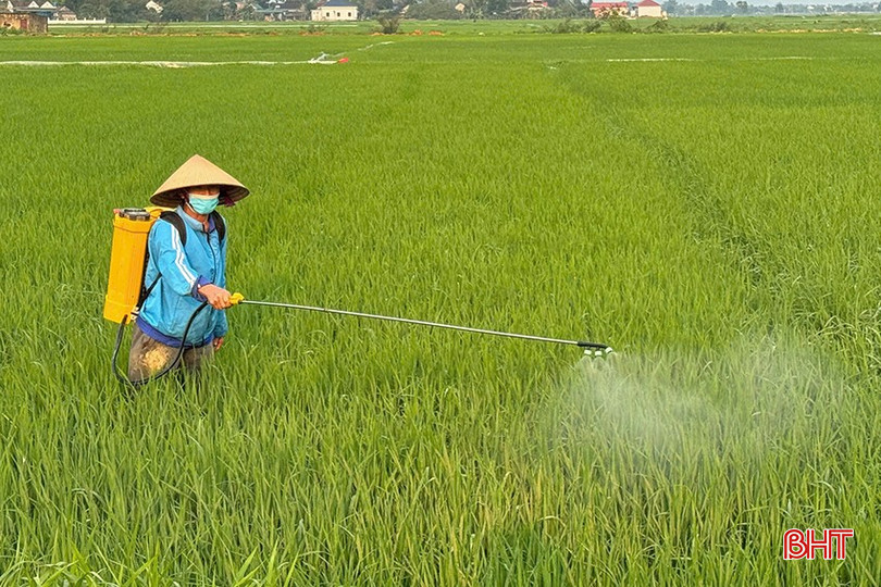Hơn 500 ha lúa của huyện Nghi Xuân đã được phun phòng. bqbht_br_z6433412701472-b0df960044eb9d1e0d433cb8a600f8f4.jpg