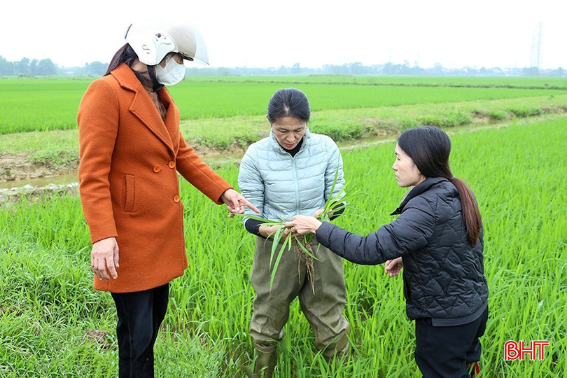 Ngành chuyên môn huyện Cẩm Xuyên kiểm tra bệnh đạo ôn lá trên đồng ruộng. bqbht_br_img-8363.jpg