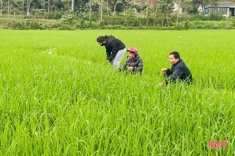 Các địa phương tăng cường công tác điều tra sâu bệnh trên đồng ruộng, nhất là đối với đạo ôn lá. bqbht_br_z6430873278079-c033029a7e8a0fa1d16e0a6a04fade00.jpg