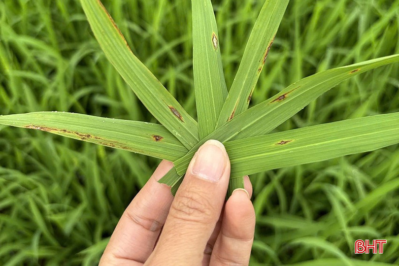 Vết bệnh đạo ôn lá trên đồng ruộng xã Sơn Tây, huyện Hương Sơn. bqbht_br_z6430872974740-56c168d734ec947b498df9478e667290.jpg