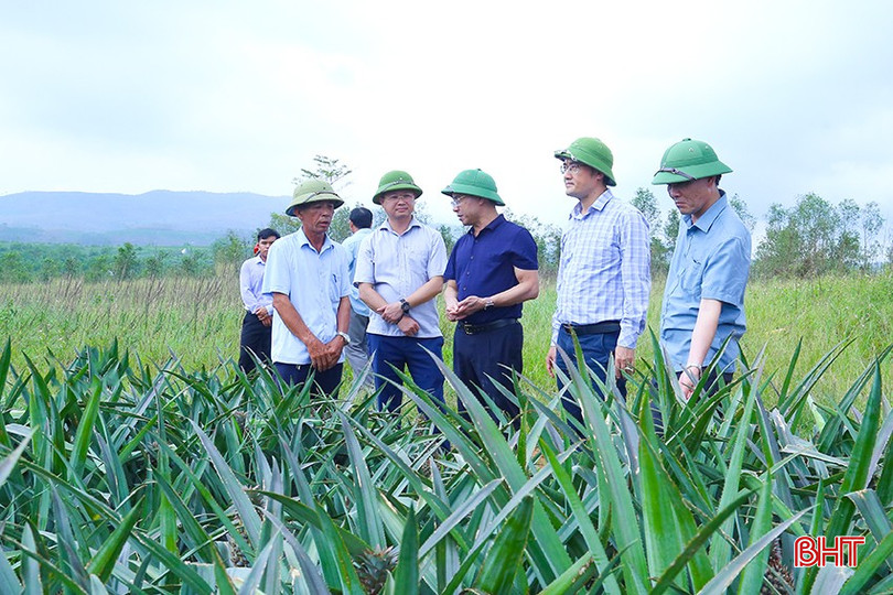 Doanh nghiệp báo cáo kết quả triển khai, hiệu quả bước đầu cũng như một số định hướng mở rộng sản xuất tại xã Kỳ Hoa trong thời gian tới với lãnh đạo Sở NN&MT. bqbht_br_img-0057.jpg