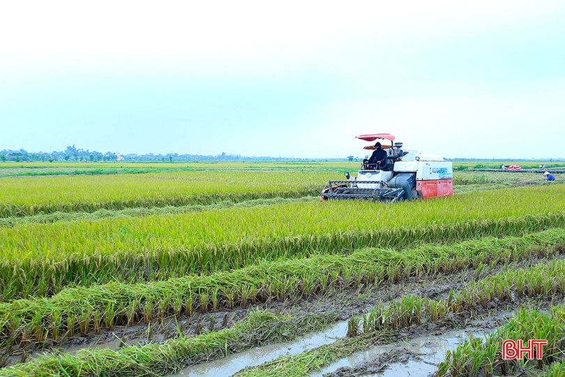 Các địa phương ở Hà Tĩnh đang đẩy nhanh tiến độ thu hoạch lúa xuân. bqbht_br_img-3597.jpg