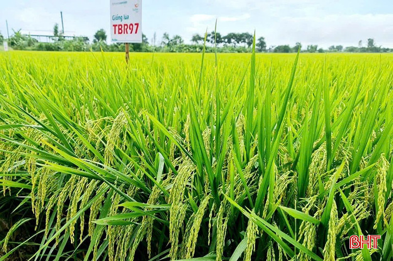 Giống lúa TBR97 tiếp tục được khảo nghiệm để chọn lọc bổ sung vào bộ giống đại trà. bqbht_br_z6627626639847-d64771d978cde24f4bf6fe04067bbdcf.jpg