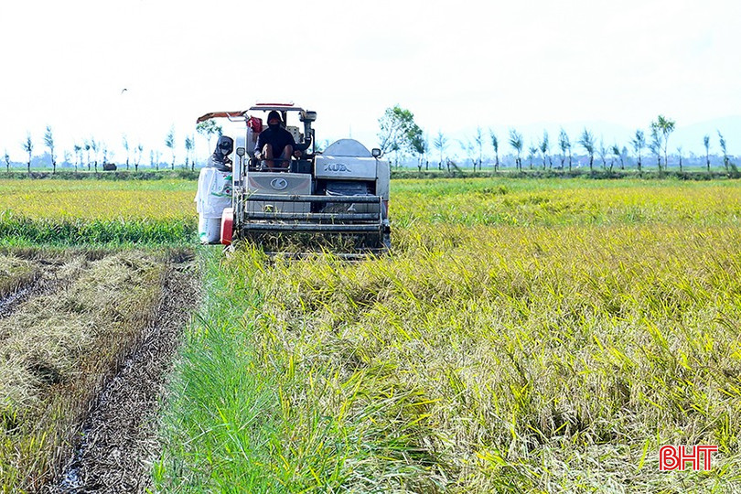 Nông dân thu hoạch diện tích lúa thực hiện dự án “Ứng dụng công nghệ tưới ngập – khô xen kẽ (AWD) trong canh tác lúa thích ứng với biến đổi khí hậu”. bqbht_br_img-9653.jpg