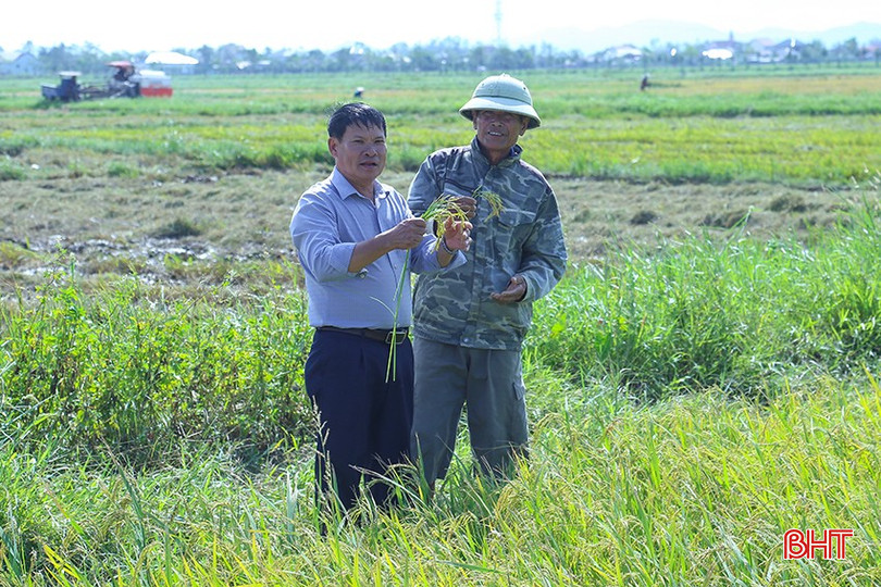 Năm 2026, xã Thiên Cầm dự kiến mở rộng diện tích áp dụng công nghệ tưới ngập - khô xen kẽ lên 500 ha. bqbht_br_img-9568.jpg