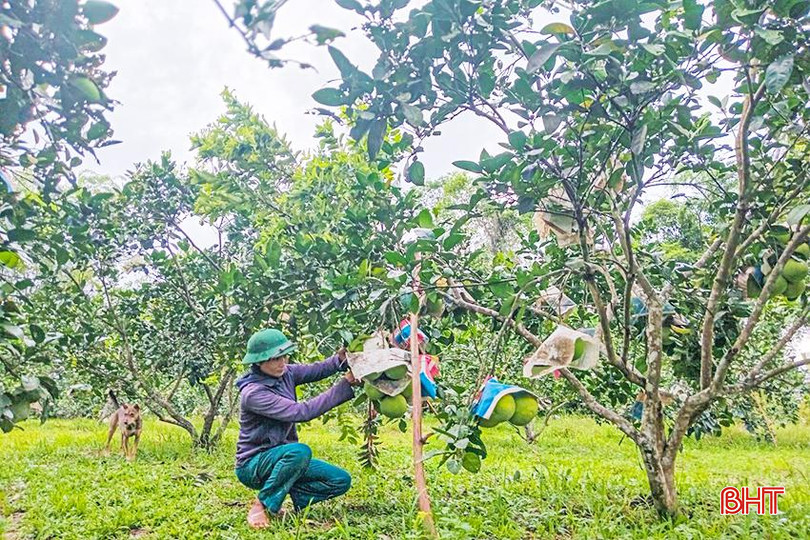Nhiều ha cam, bưởi trên địa bàn hương Khê được giải nhiệt nhờ cơn mưa "vàng" sau những ngày nắng hạn gay gắt. z5637478251945_d7f5f1fbcbd67c2ad17a979456d9b899.jpg