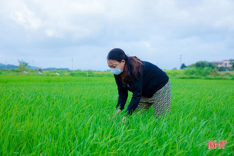 Nguồn nước tự nhiên quý giá sẽ giúp lúa sinh trưởng tốt nhất trong giai đoạn đón đòng. 712A2588.jpg