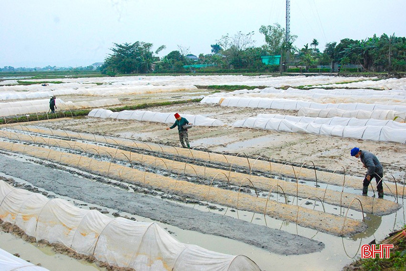 Nông dân Lộc Hà bắc mạ với các giống Xi20, NX30, XT28,... cho các vùng sản xuất đặc thù. bqbht_br_1-1.jpg