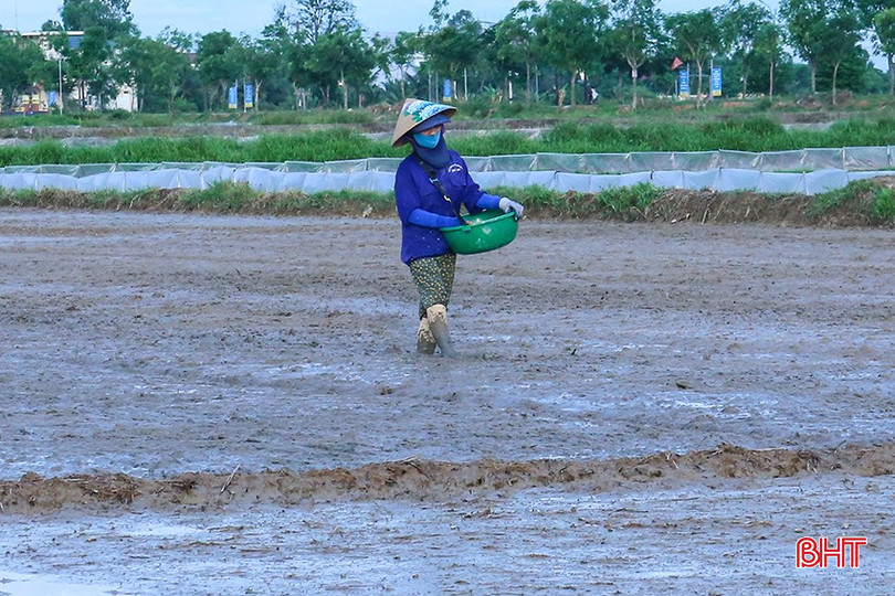 Đợt mưa lớn từ ngày 12 - 13/6 khiến nhiều diện tích lúa hè thu phải gieo cấy lại. bqbht_br_img-4608.jpg