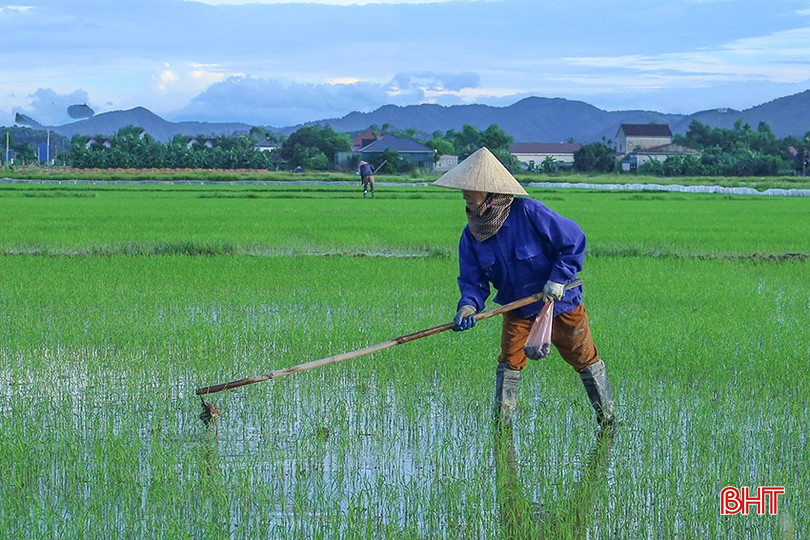 Nông dân xã Khánh Vĩnh Yên bắt đầu tỉa dặm. bqbht_br_img-4552.jpg