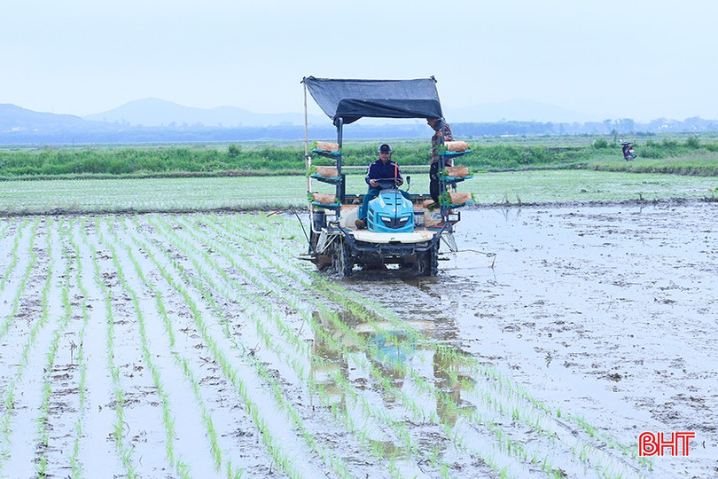 Ứng dụng khoa học kỹ thuật giúp một số địa phương có trình độ thâm canh cao khép kín diện tích gieo cấy sớm. bqbht_br_img-4314.jpg