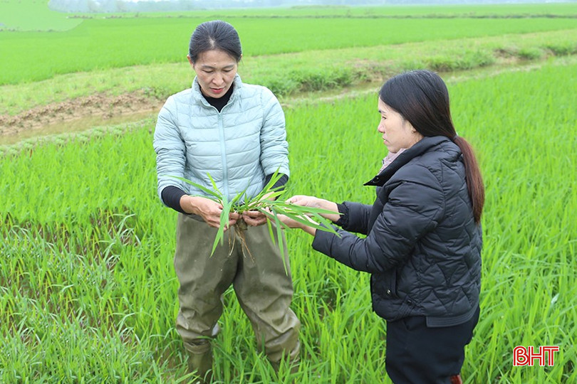 Ngành chuyên môn huyện Cẩm Xuyên theo dõi diễn tiến bệnh đạo ôn trên lúa xuân. bqbht_br_img-8353.jpg