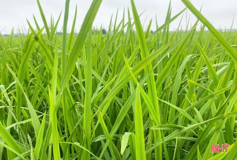 Lúa xuân tại Hà Tĩnh phát triển tốt, đang trong giai đoạn làm đòng - đứng cái. bqbht_br_dao-on3-210529-145-184909.jpg