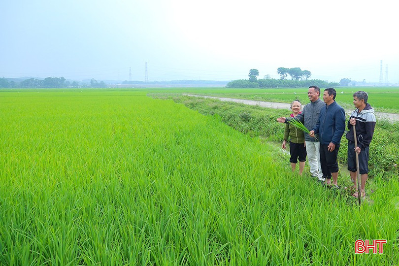 Bà con nông dân thôn Hoa Thám (Cẩm Lạc, Cẩm Xuyên) trên cánh đồng sản xuất theo hướng hữu cơ. bqbht_br_img-9839.jpg