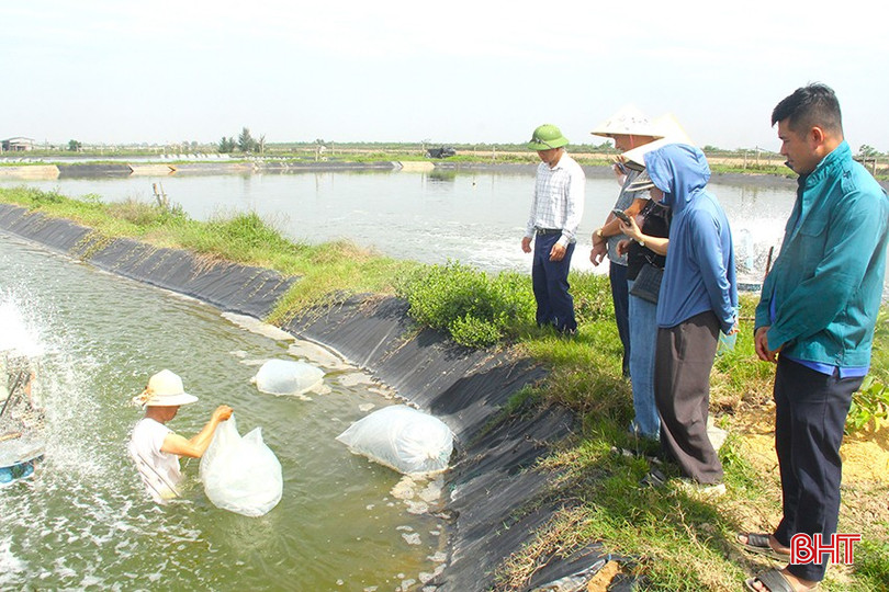 Trung tâm Ứng dụng KHKT và Bảo vệ cây trồng, vật nuôi TP Hà Tĩnh triển khai thả giống mô hình trình diễn nuôi xen ghép tôm sú và cá rô phi đơn tính trong ao lót bạt. bqbht_br_3-2.jpg